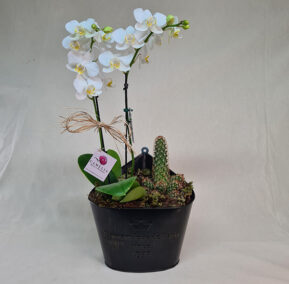 arranjo mini orquídea branca com cacto