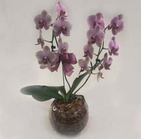 orquidea grande no cachepo de vidro lilas riscado em branco