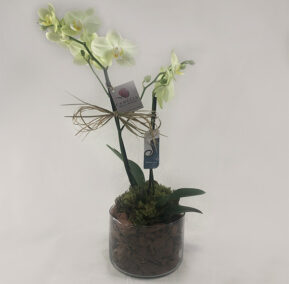 Mini orquidea verde e branca da floricultura camelia